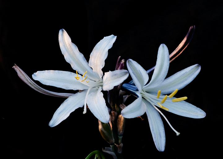 Desert Lily, Hesperocallis undulata 9928.jpg - Copyright 2010 DonJacobson